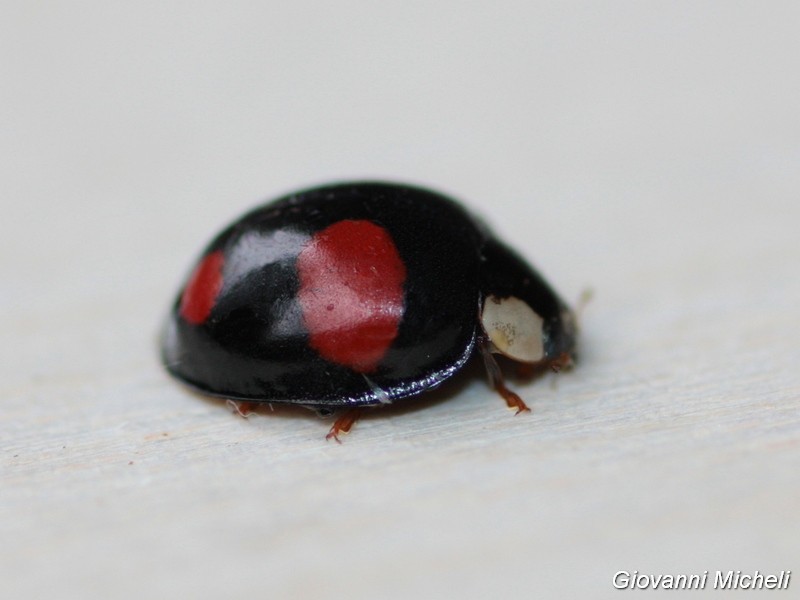 Coccinellidae: Harmonia axyridis